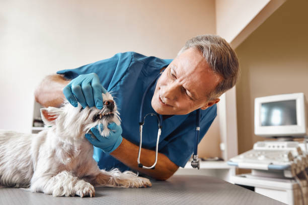 Best Emergency Dental Care for Broken or Chipped Teeth in Foresthill, CA
